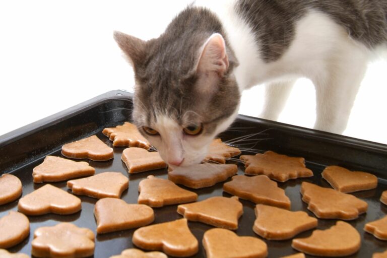 Katze schnuppert an gebackenen Katzenkeksen.