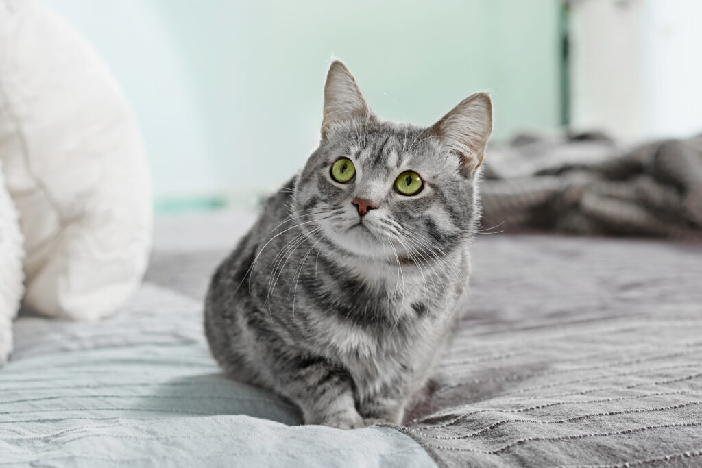 „Hilfe, meine Katze pinkelt ins Bett!" - Katzenerziehung | zooplus.at