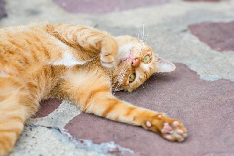 Eine Katze liegt auf ein Steinplatten