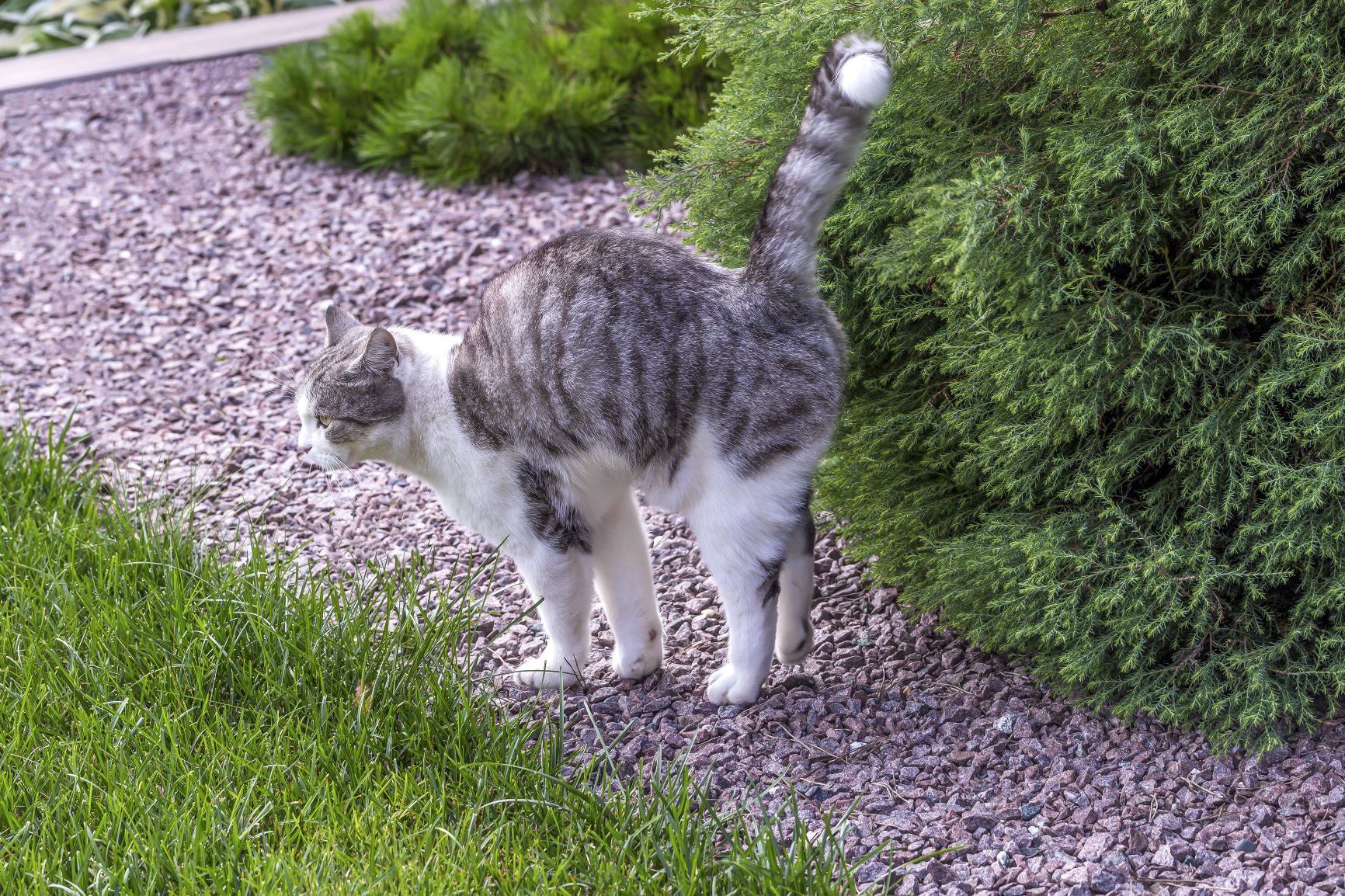 Katze in der Pubertät markiert Busch