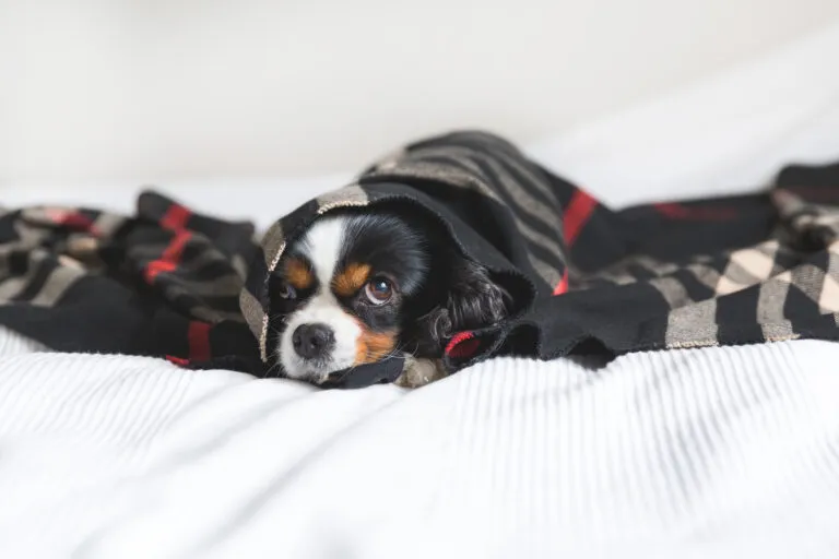 Unterkühlung beim Hund