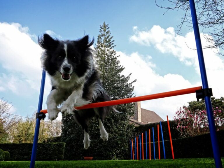 Agility mit dem Hund