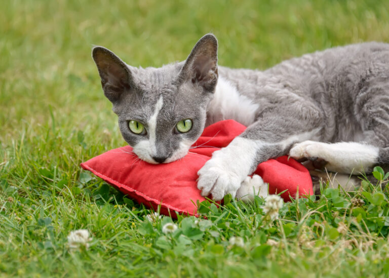 devon rex spielt mit baldriankissen