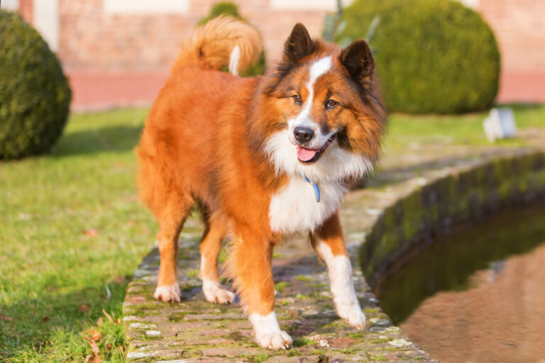 elo hund glücklich