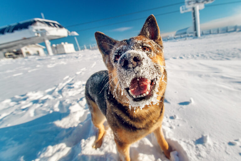 Hund im Winter spielt im Schnee.