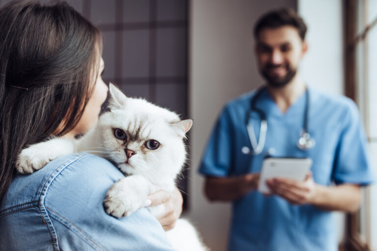 katze kastrieren oder sterilisieren