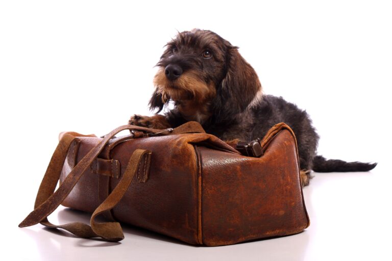 Reisekrankheit bei Hunden
