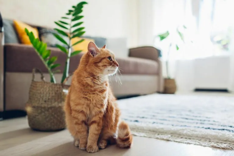 katze nach covid 19