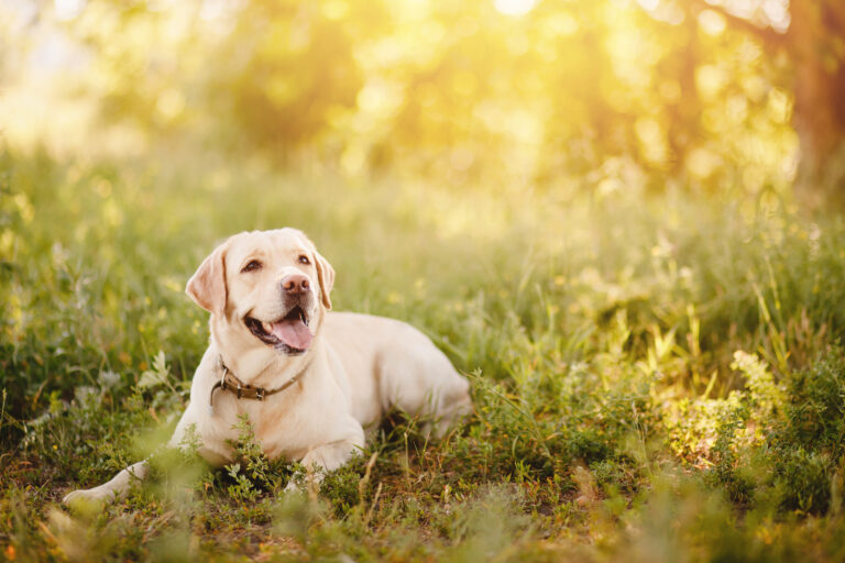 labrador gelb im grass