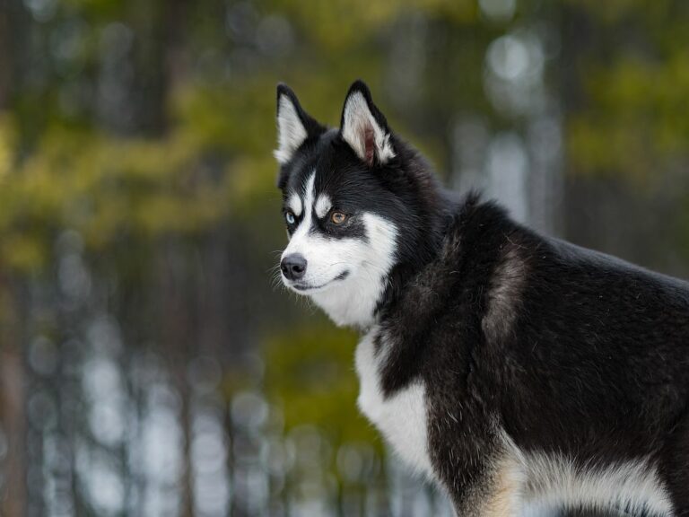 Pomsky Hund mit zwei verschiednen Augenfarben