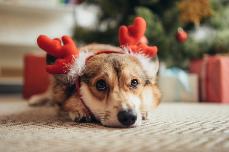 Welsh Corgi mit Weihnachtsgeweih