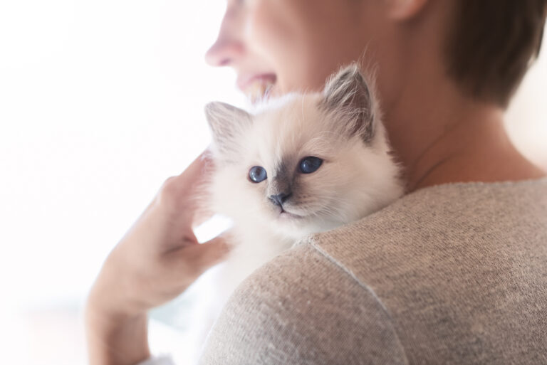 Kitten with breeder