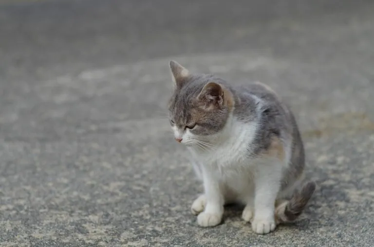 Katze auf Straße Arthritis bei der Katze