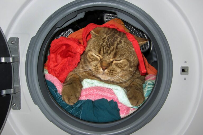 Eine Katze schläft in der Waschemaschine