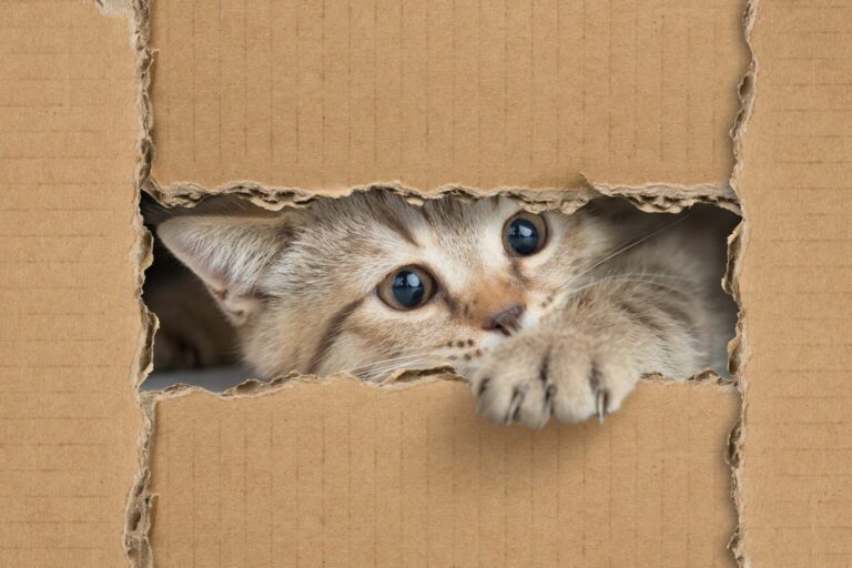 Katzenspielzeug selber machen aus Kartons.