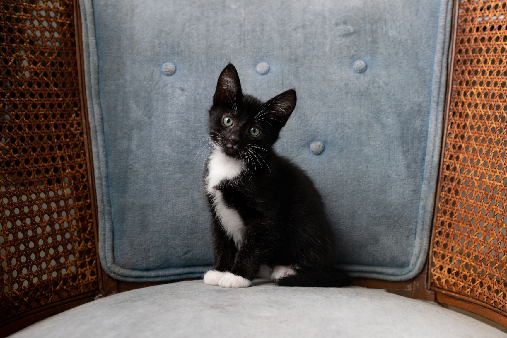 Kleines Tuxedo-Kätzchen aus einem Sessel.