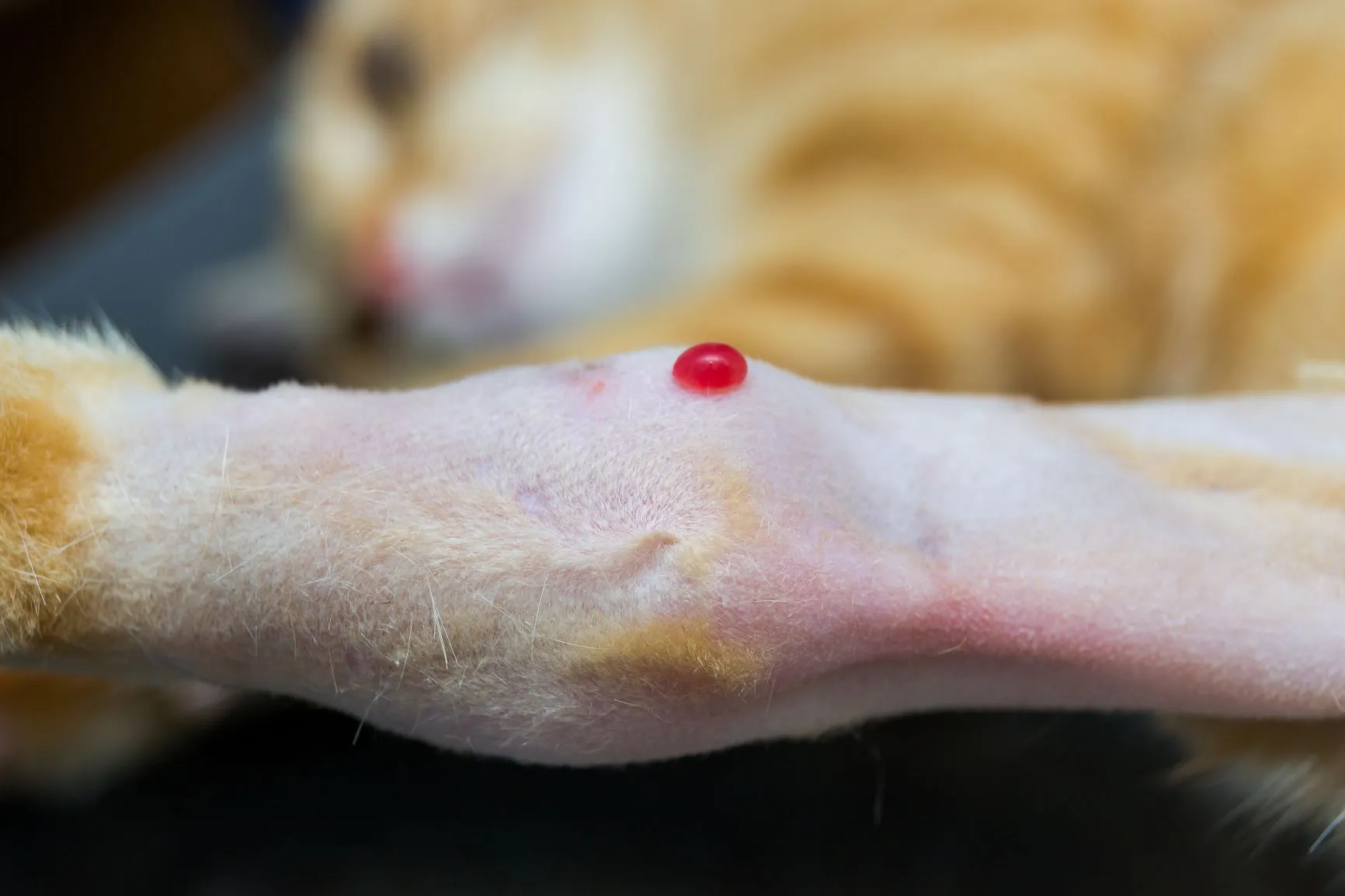Arthritis-Katze-Diagnose Entnahme von Gelenkflüssigkeit bei der Katze.