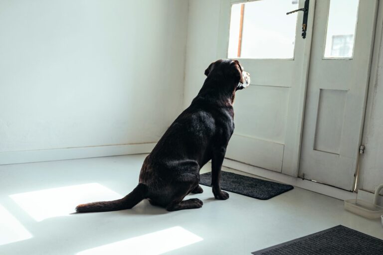 Hund sitzt alleine gelassen vor der Haustür.