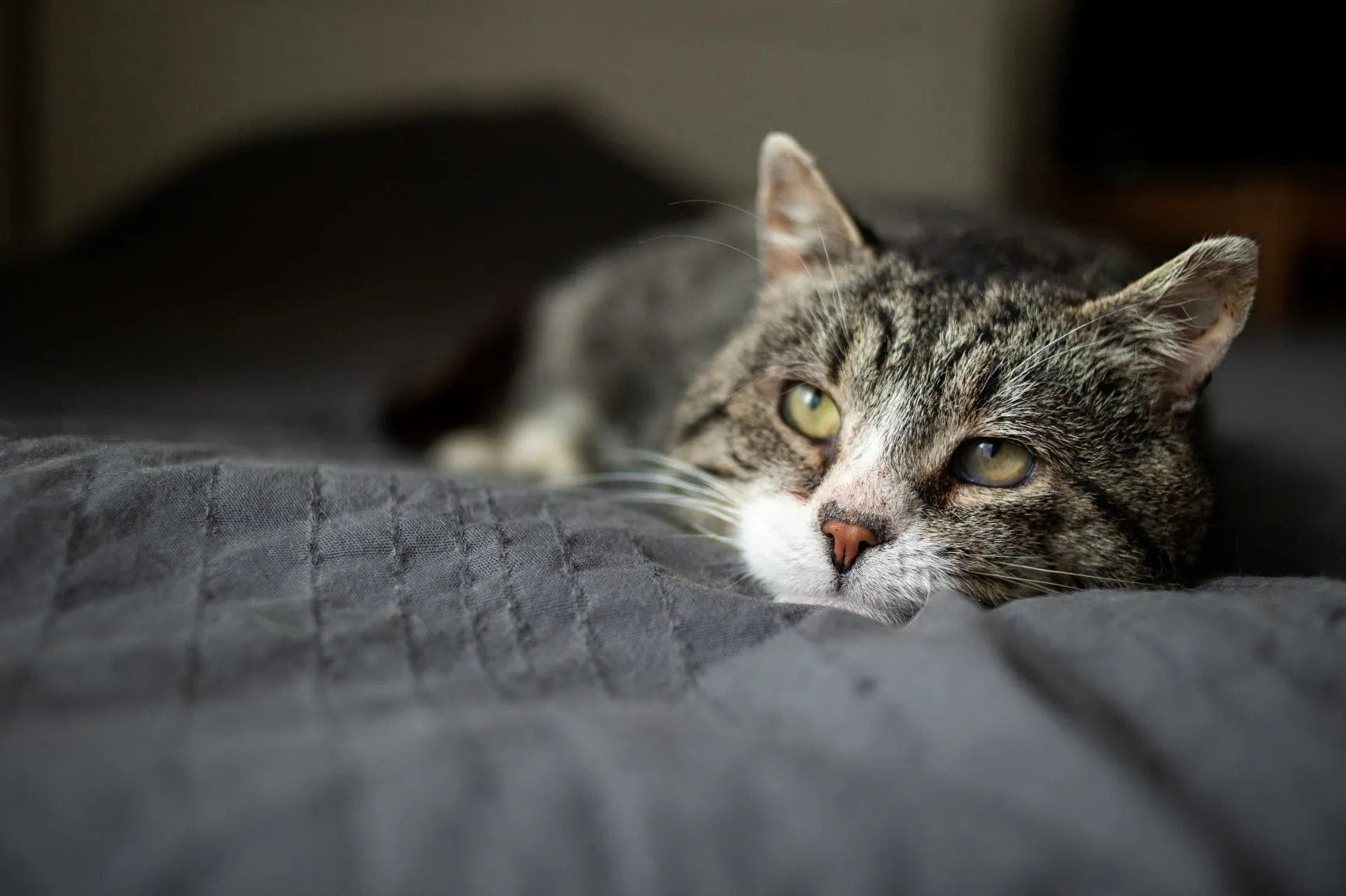 Katze im Bett Arthritis sorgt bei Katzen manchmal für Lahmheit.