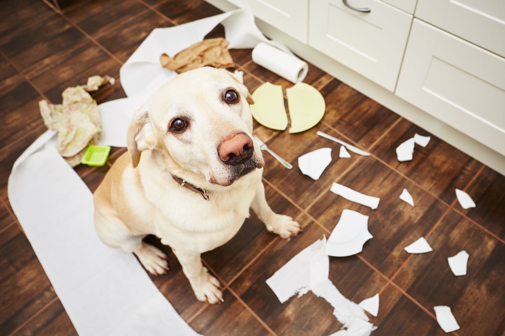 Hund hat Mülleimer in der Küche ausgeräumt..