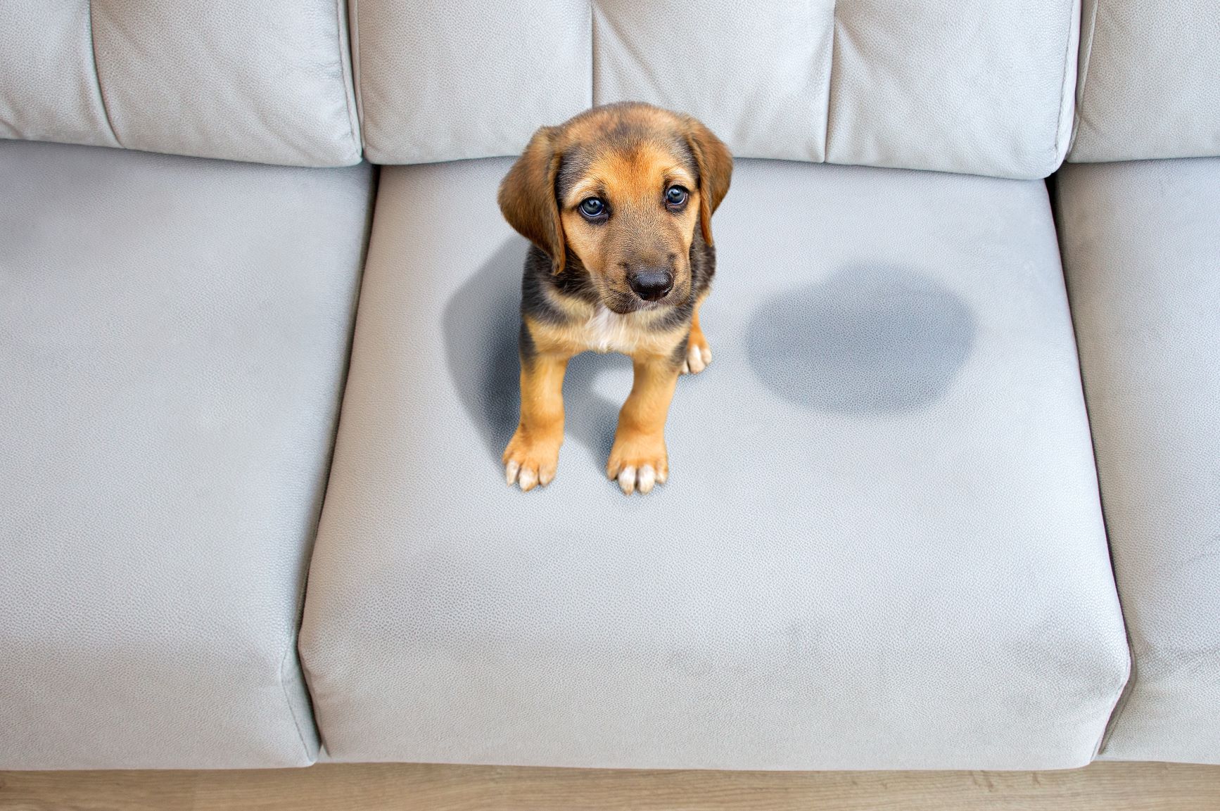 Hundeurin entfernen