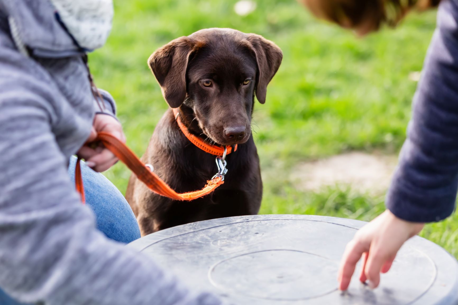 Ein junger Labrador lernt ein Kommando