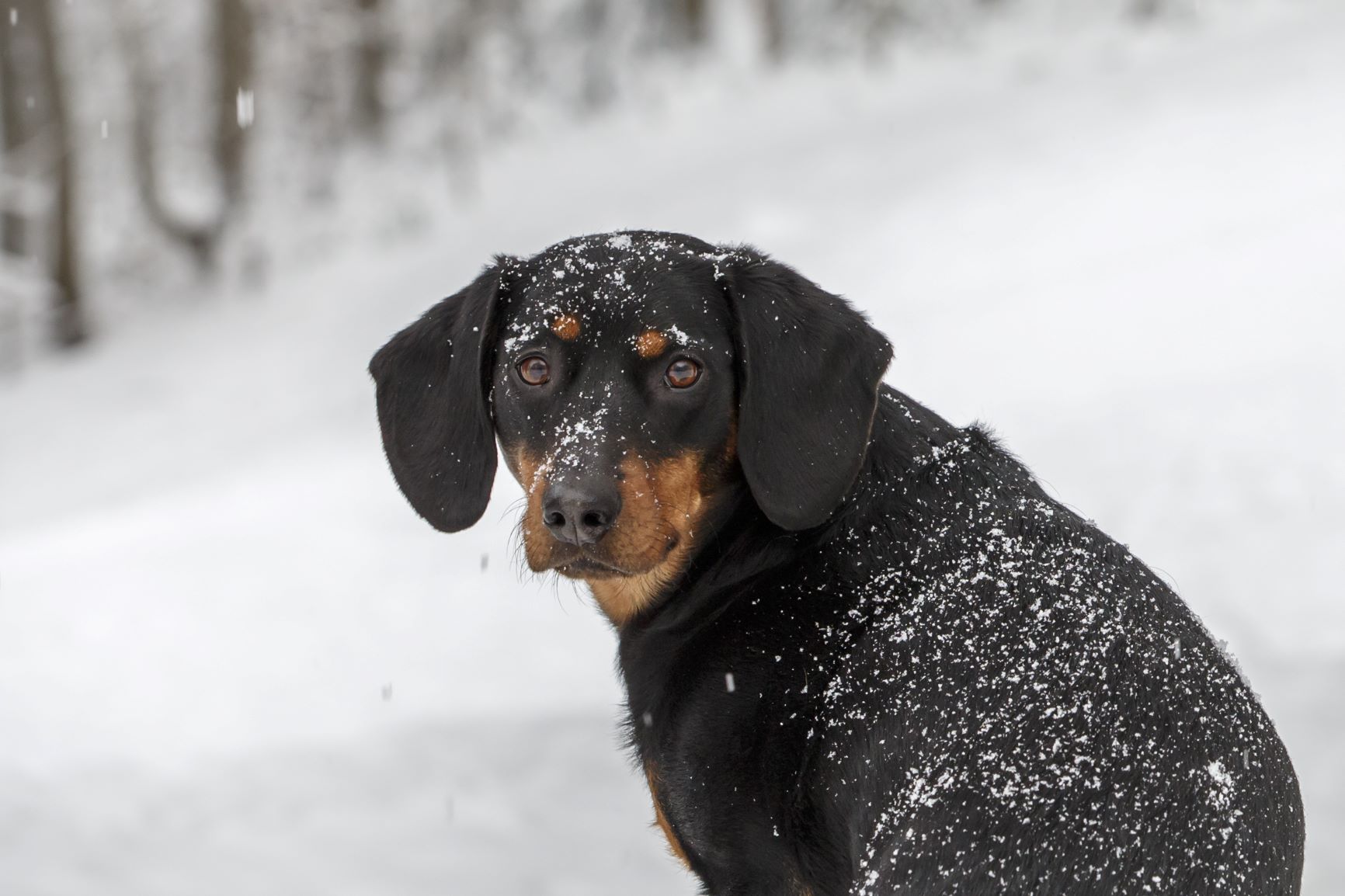 Eine Tiroler Bracke im Schnee