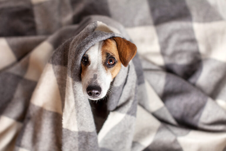 erkältung beim hund