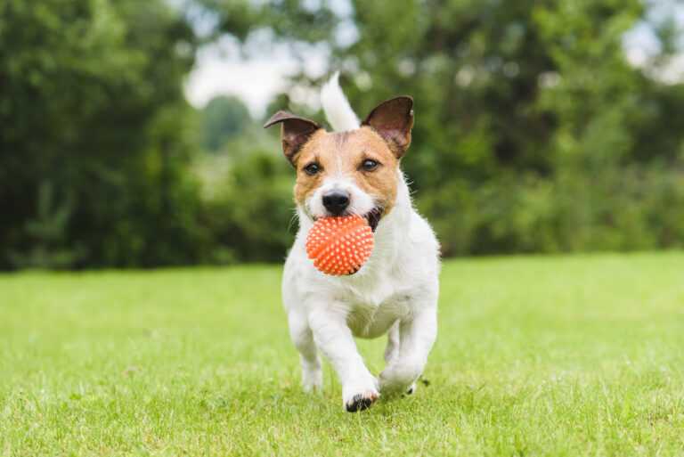 Hund mit Ball im Maul