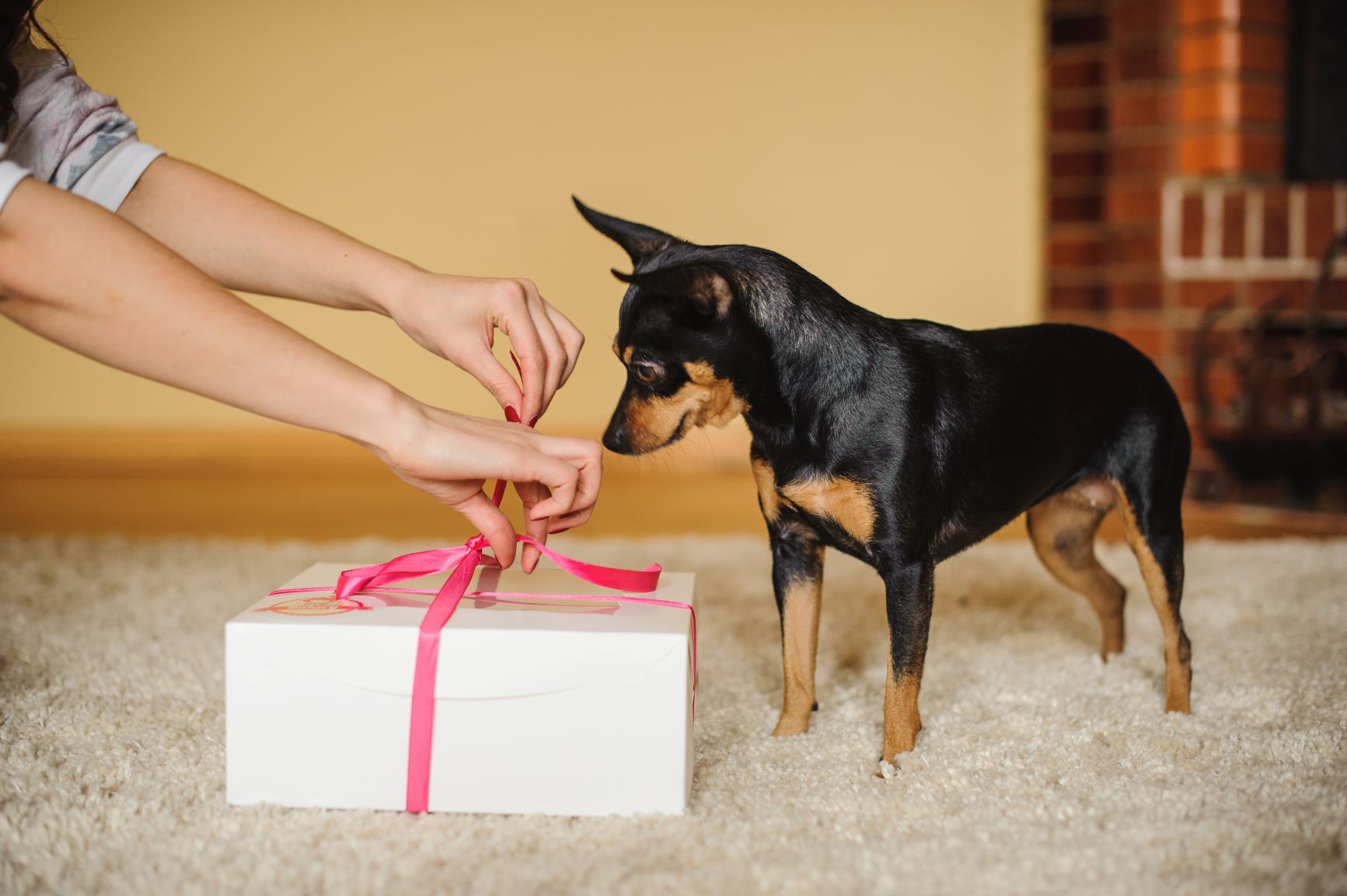 Hund bekommt ein Geschenk zum Valentinstag
