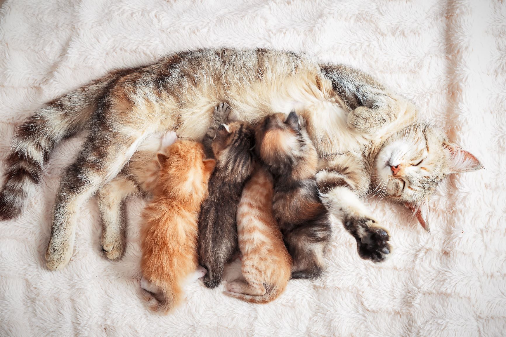 Wurmkur bei Katzen nach der Geburt