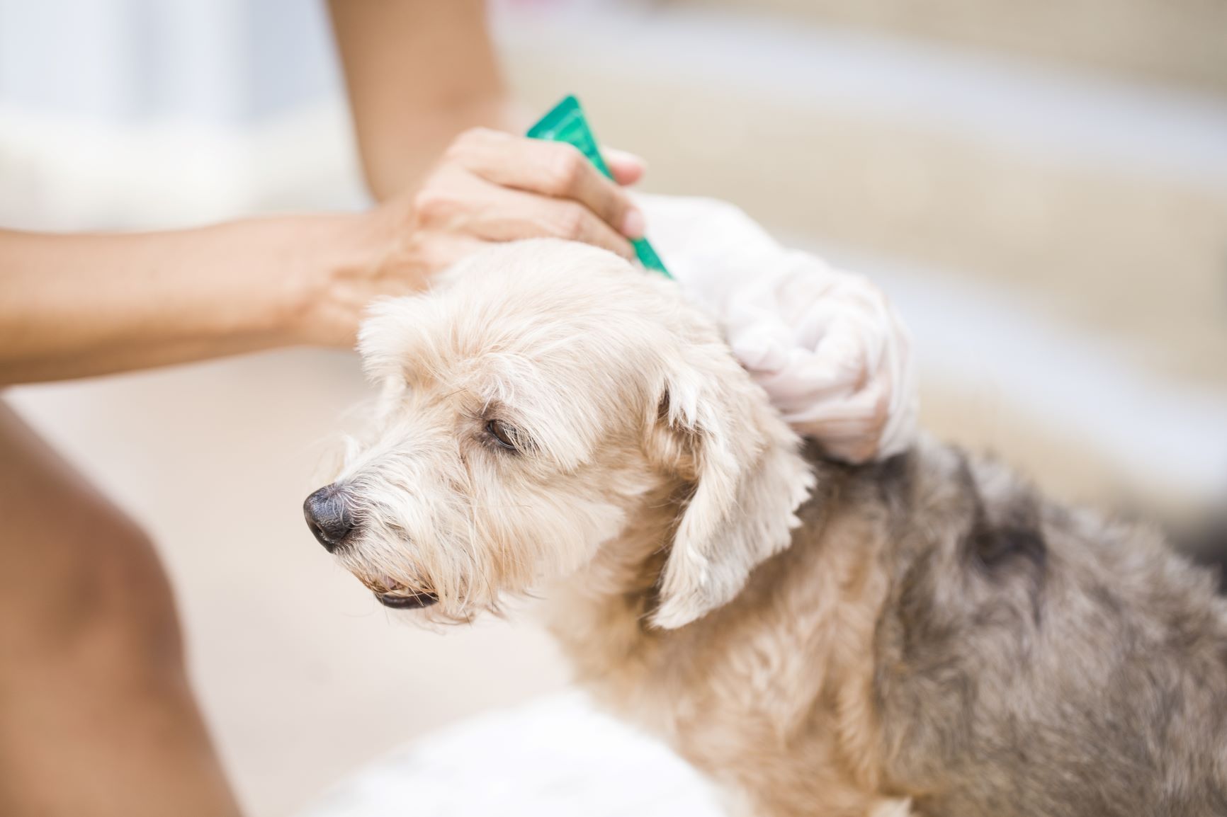 Spot-on gegen Zeckenbiss beim Hund