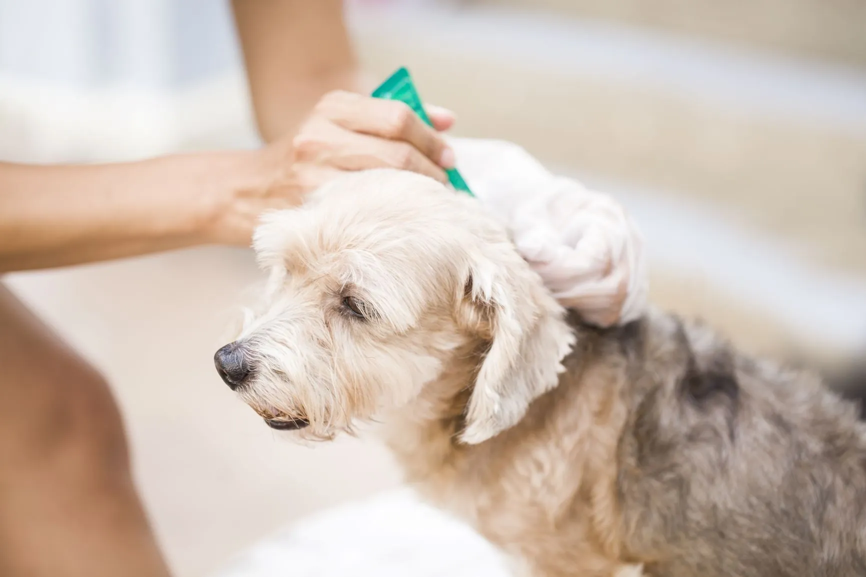 Spot-on gegen Zeckenbiss beim Hund