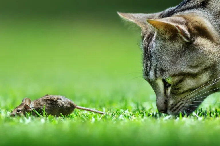 Mäuse können Würmer auf die Katze übertragen. Katze auf Mäusejagd