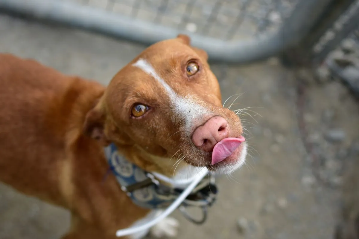 Österreichischer Pinscher Portrait