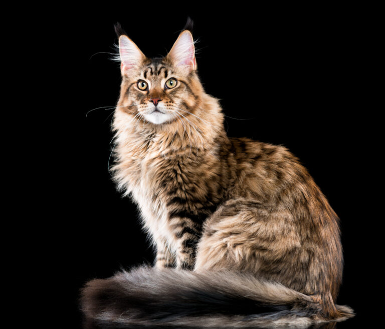 Portrait of Maine Coon cat