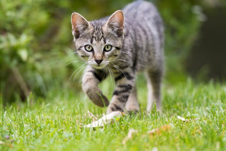 Freigänger im Garten