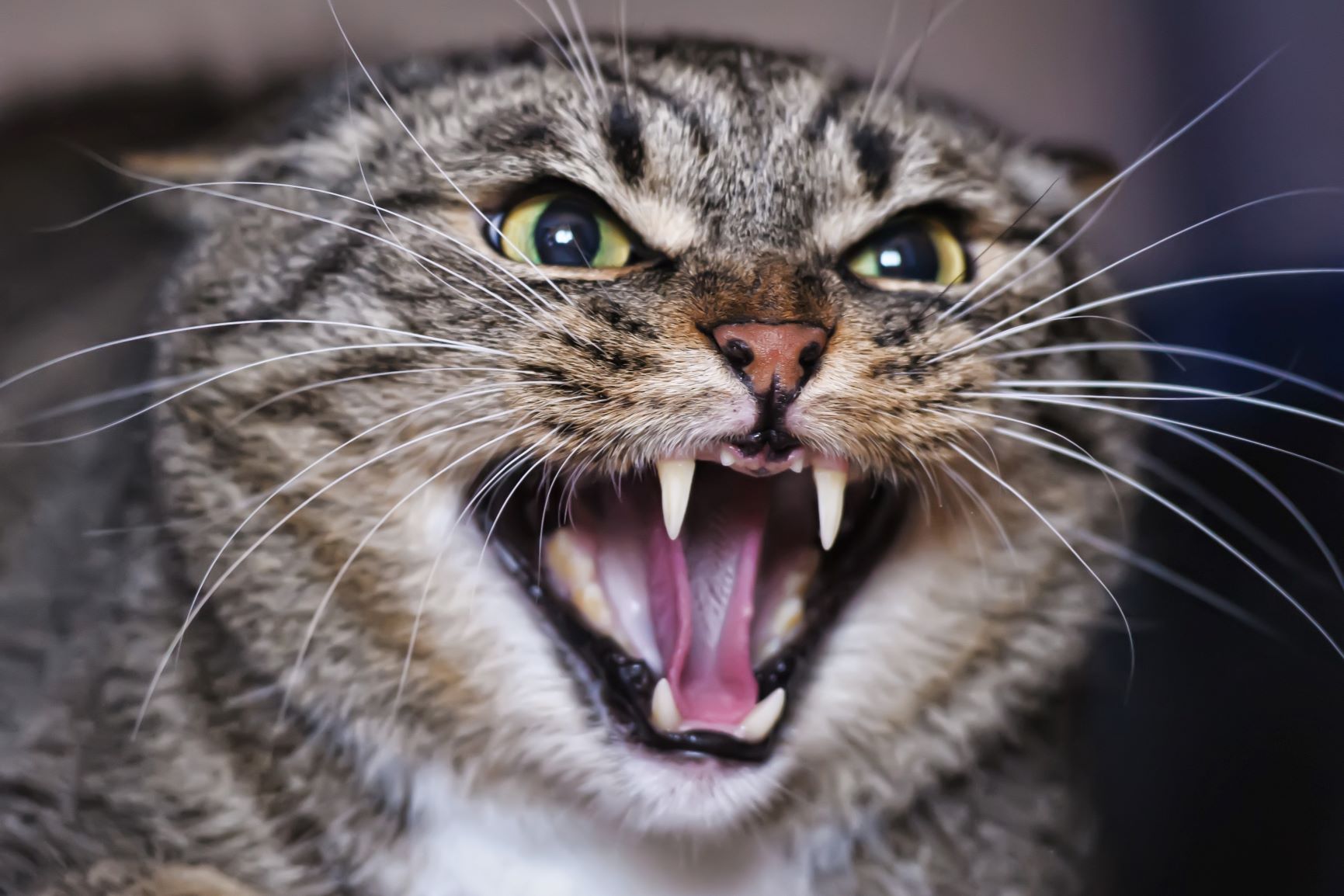 Katze faucht