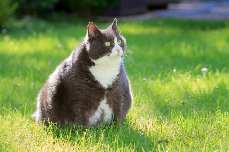 Eine sehr dicke Katze sitzt in einer grünen Wiese übergewichtige Katze im Gras