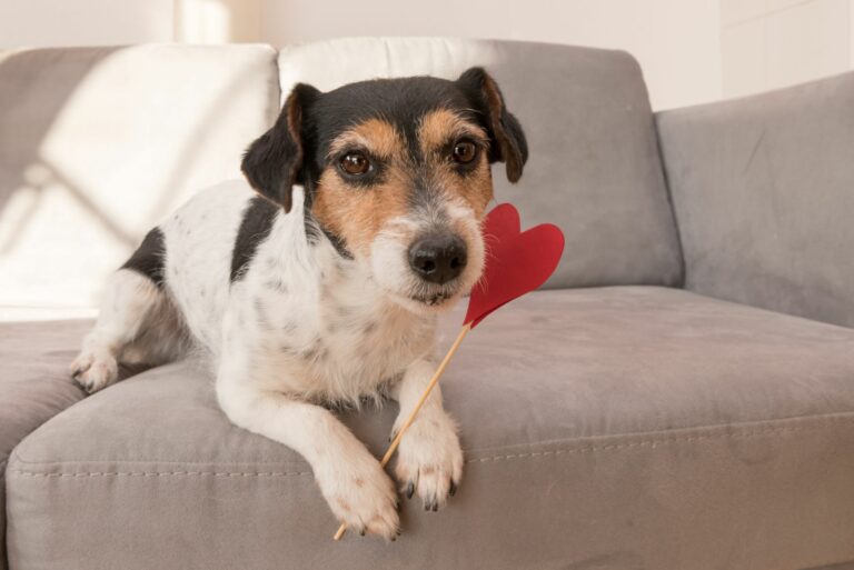 Valentinstag für Hunde