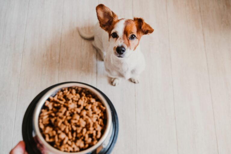 Sitzender Hund wartet auf sein Futter