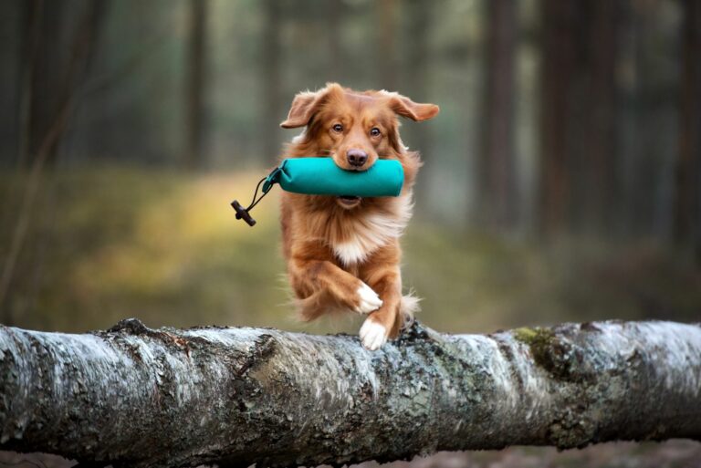 Baumstamm balancieren als Fitness für Hunde