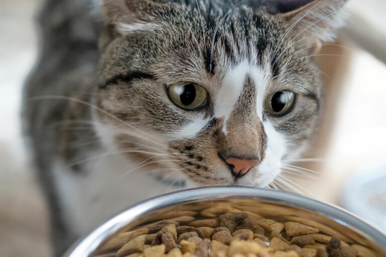 Am liebsten würden Katzen ihre Futtermenge selbst bestimmen.