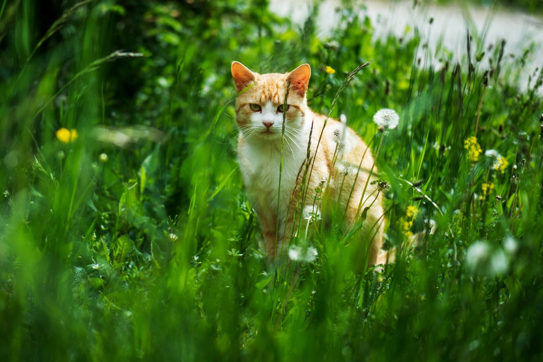 Freigänger Katze im Gras