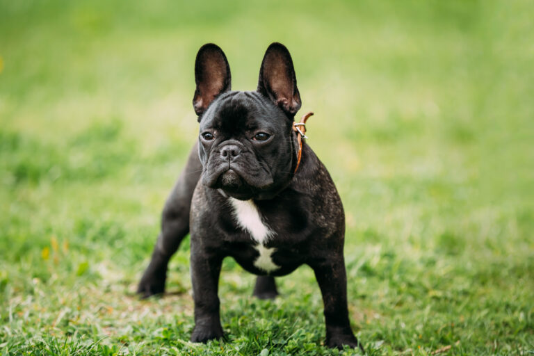 französische bulldogge