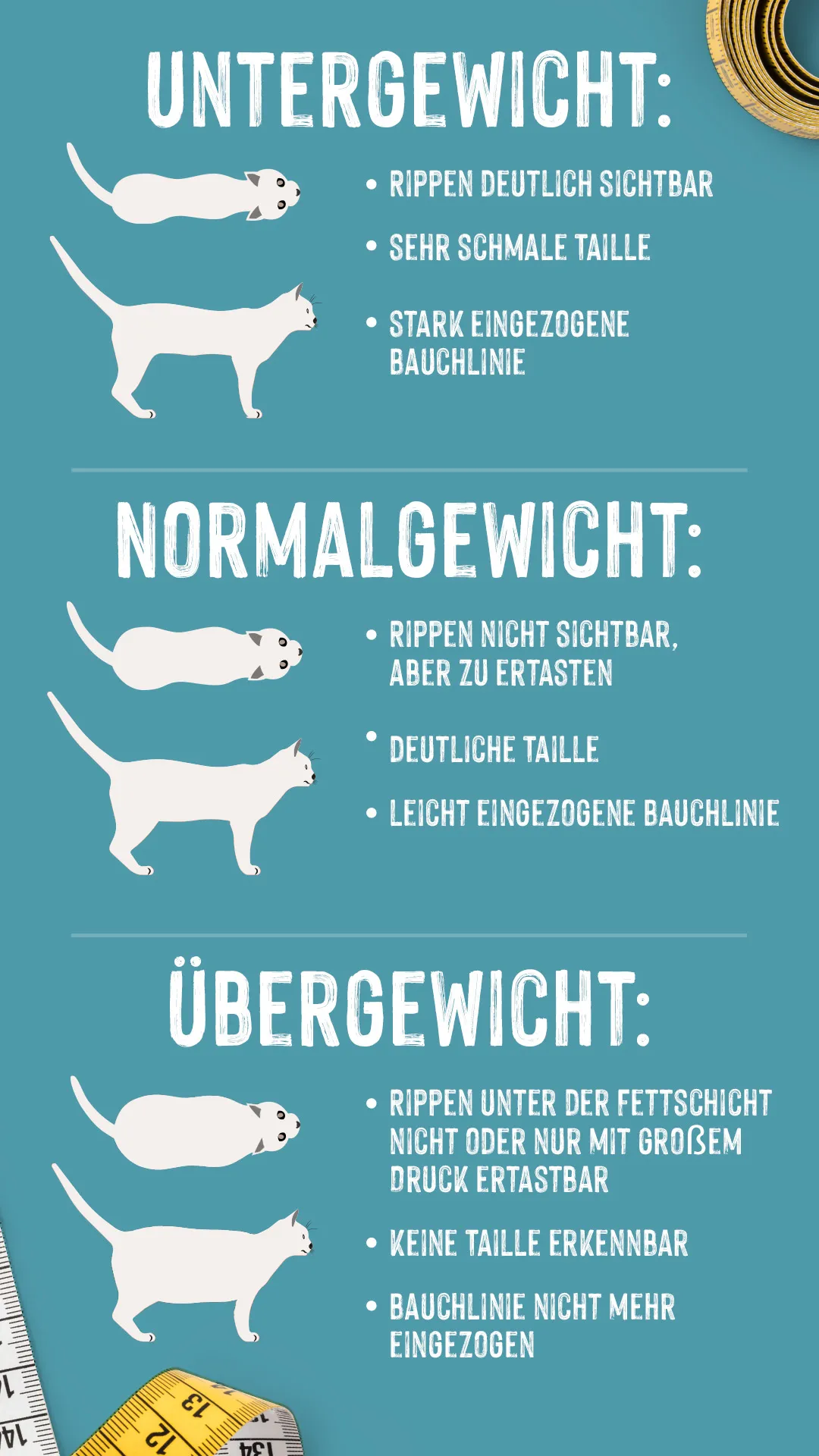 Infografik zeigt das Aussehen von unter-, normal- und übergewichtigen Katzen. Infografik Übergewicht Katze erkennen