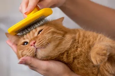Fellpflege bei Katzen Fellfplege sorgt für Entspannung bei Katzen.
