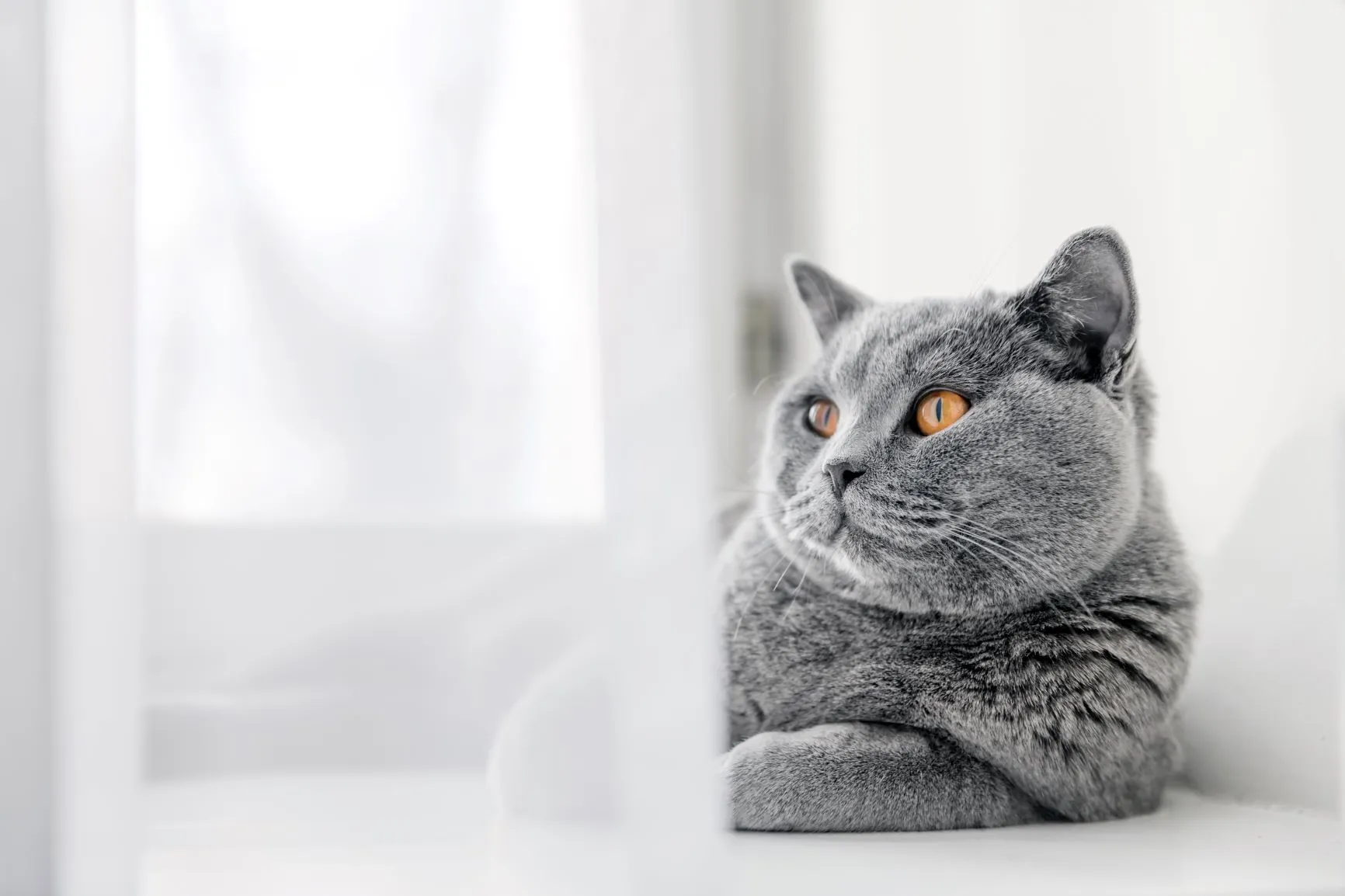 Britisch Kurzhaar Katze liegt auf einem Fensterbrett Wohnungskatze Britisch Kurzhaar