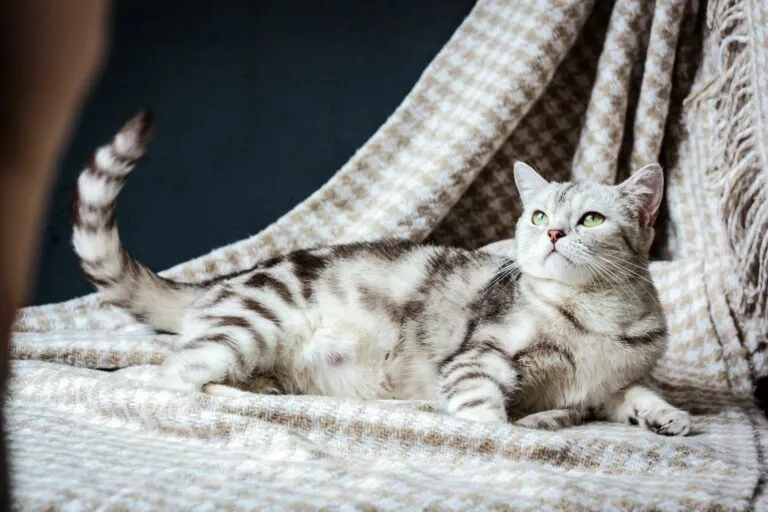 Eine graue trächtige Katze liegt auf einer Decke Trächtige Katze auf Decke
