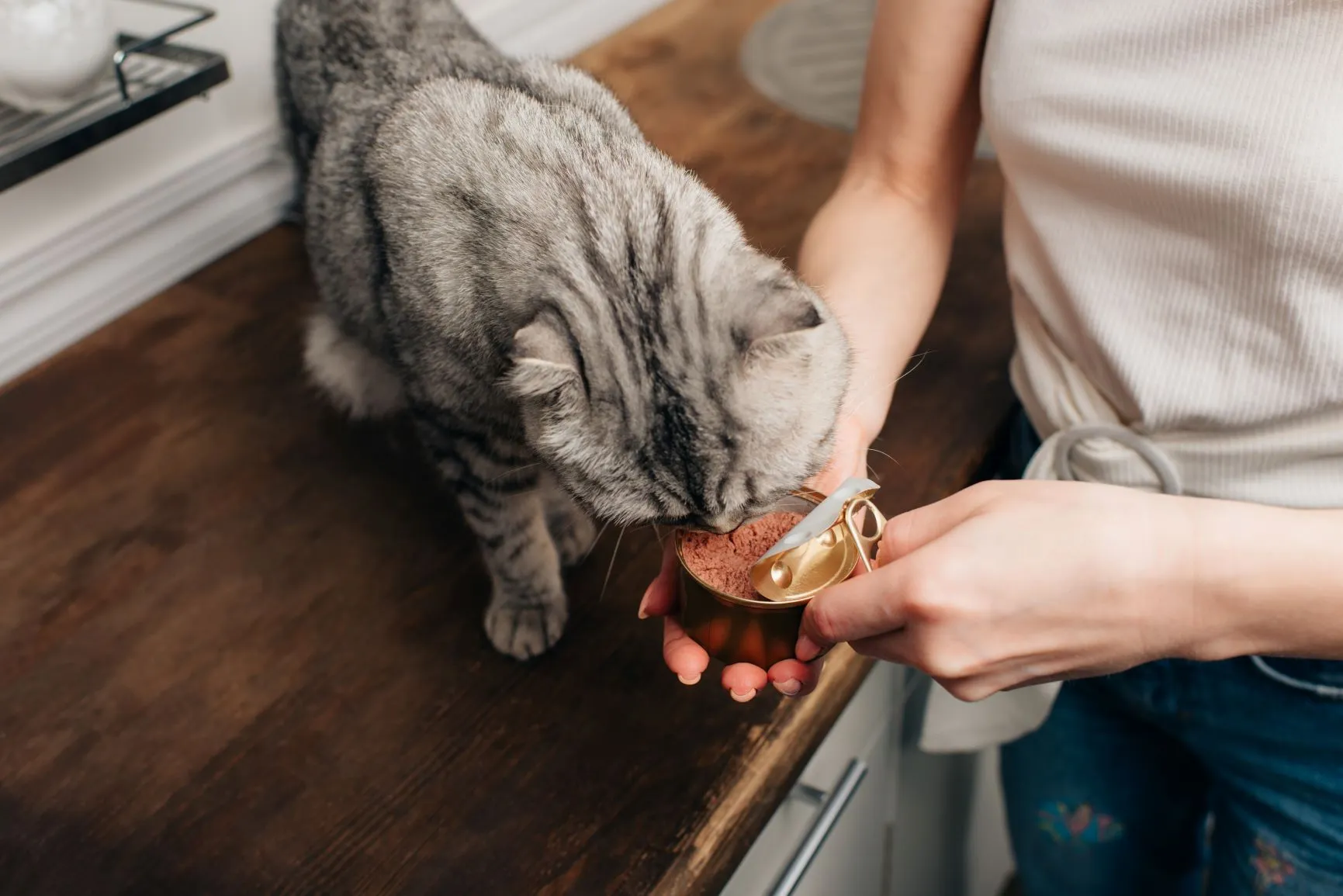 Trächtige Katze frisst Katze Trächtigkeit frisst
